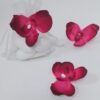 orchidees dragees fuchsia bordeaux