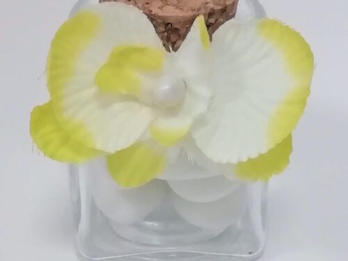 orchidées vert anis