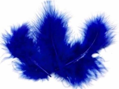 plumes bleu roi