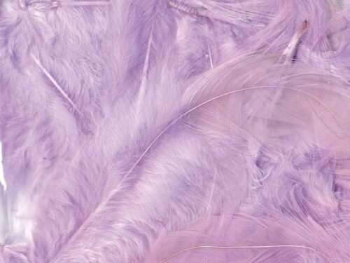 plumes mauve parme lilas